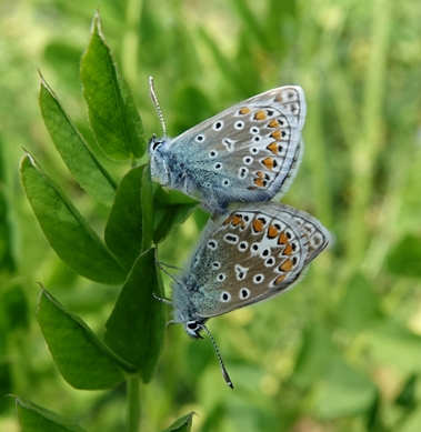 Common Blues mating Waterford Heath north 23 May 18