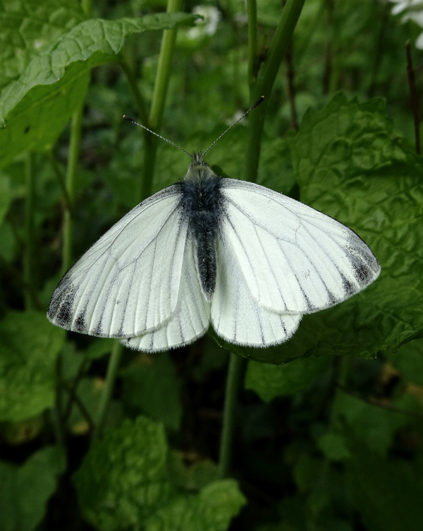 Green-veined White Stanwell Moor 23 Apr 18