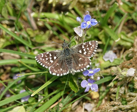 Grizzled Skipper Waterford Heath south 23 May 18