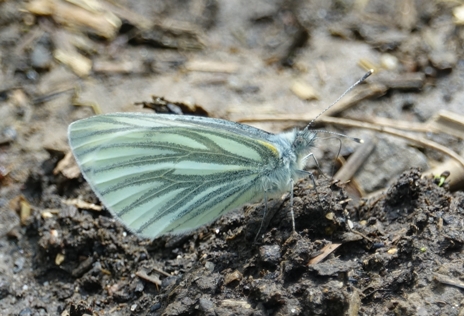 Green-veined White near Stocking Pelham 14 May 18