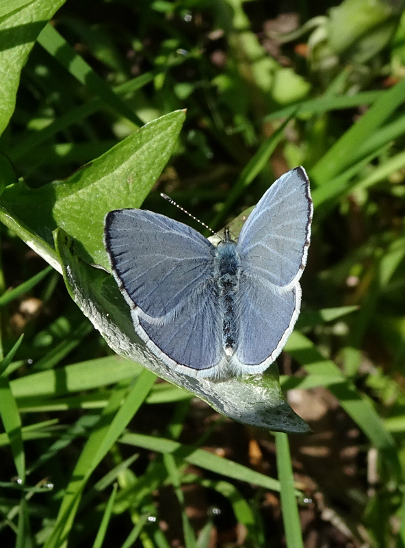 Holly Blue Stanwell Moor 18 Apr 18