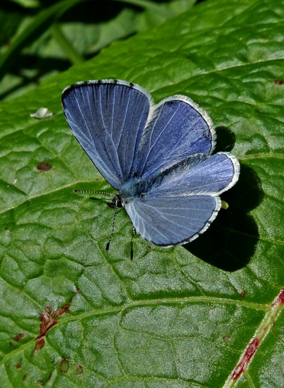 Holly Blue Stanwell Moor 1 May 18