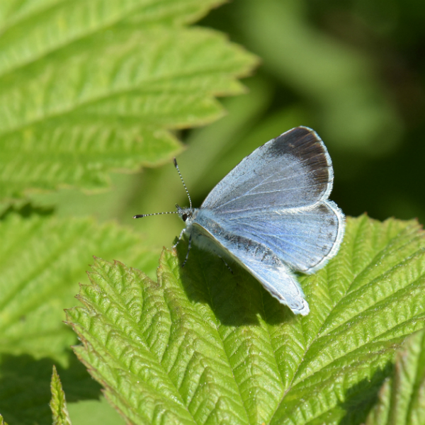 Holly Blue Harpenden Common 14 May 18