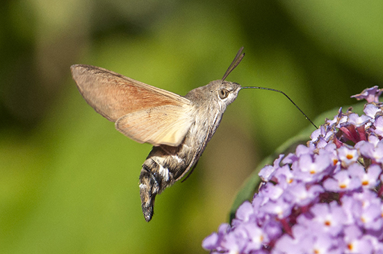 Hummingbird Hawk-moth Bishop's Stortford 8 Aug