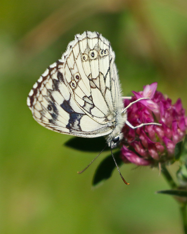 Marbled White Great Ashby Park 25 Jun 18
