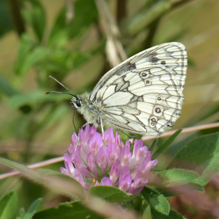 Marbled White Heartwood Forest 23 Jun 18