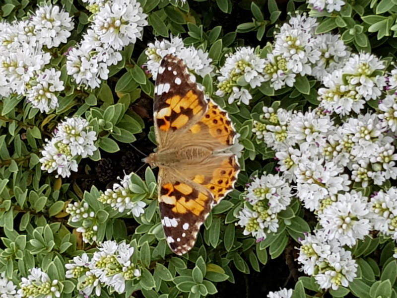 Painted Lady St James's Park 31 May 18