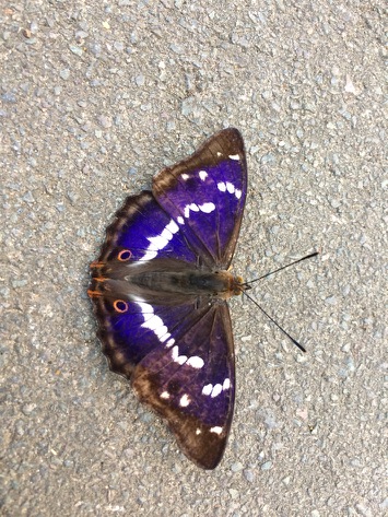 Purple Emperor near Hampstead Heath 19 Jun 18