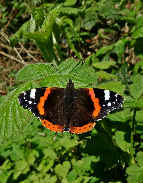 Red Admiral Stanwell Moor 22 Apr 18