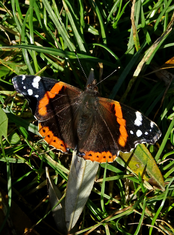 Red Admiral Stanwell Moor 11 Nov