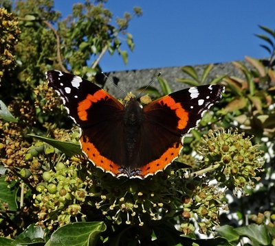 Red Admiral Stanwell Moor 29 Oct