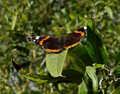 Red Admiral Stanwell Moor 9 Sep