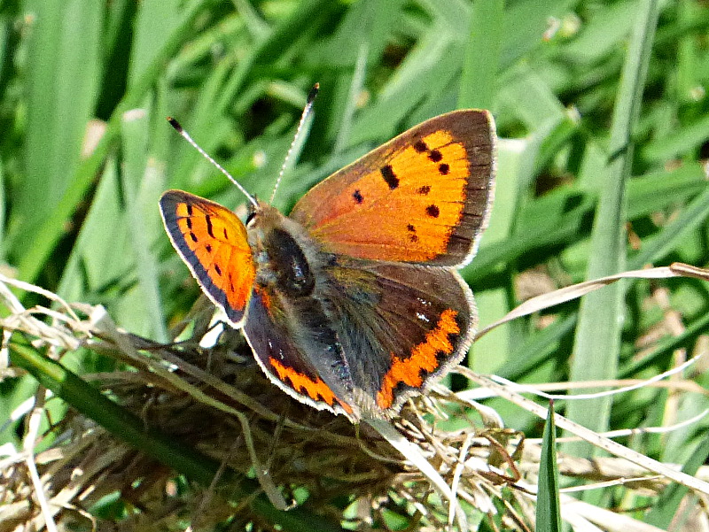 Small Copper Knebworth Park 17 May 18