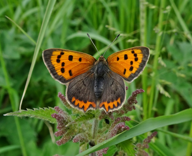 Small Copper near Staines Moor 27 May 18