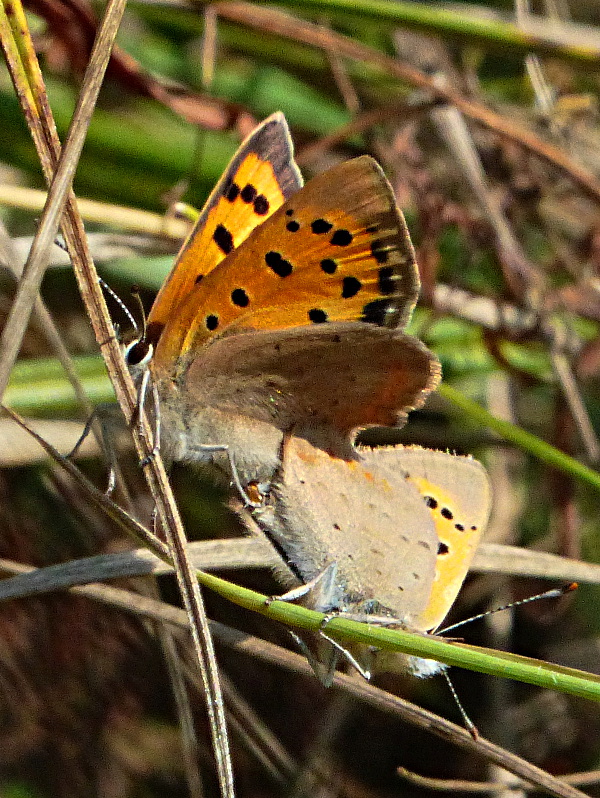 Small Coppers Knebworth Park 30 Aug