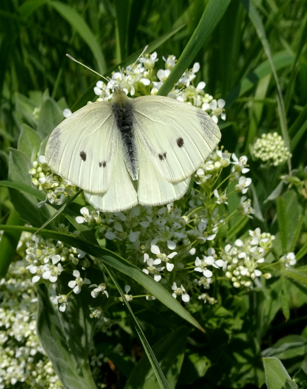 Small White Stanwell Moor 23 May 18