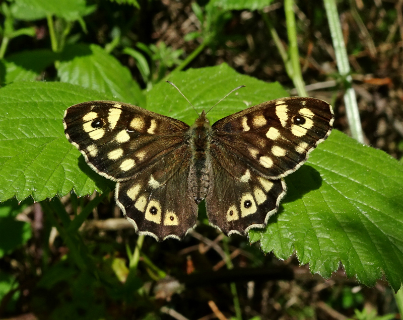 Speckled Wood (female) Stanwell Moor 3 May 18