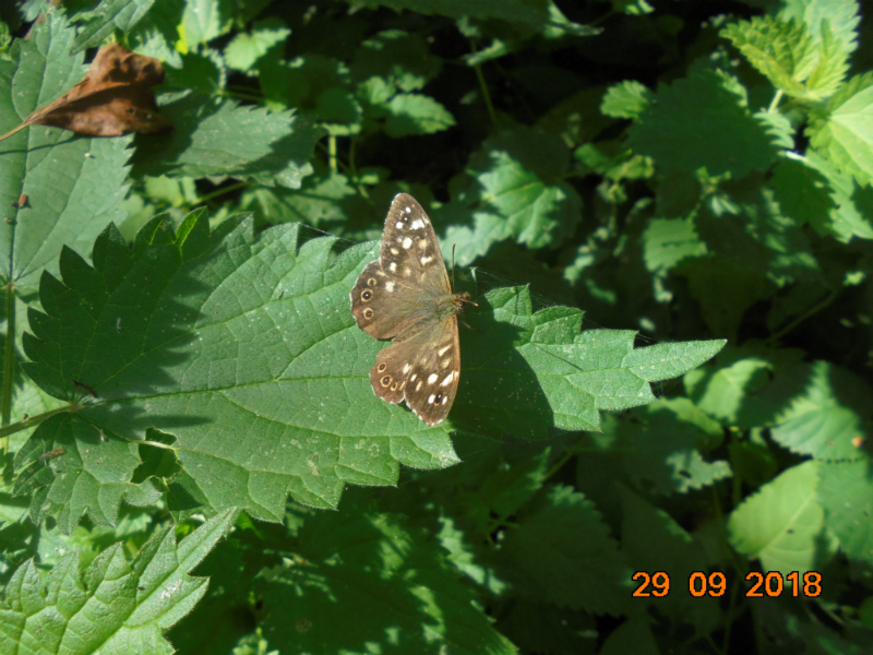 Speckled Wood Hitchin 29 Sep