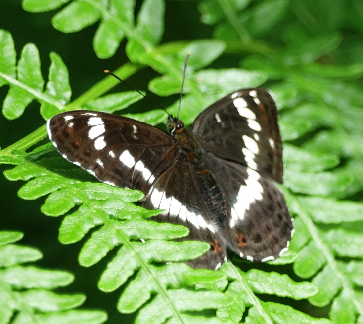 White Admiral Northaw Great Wood 23 Jun 18