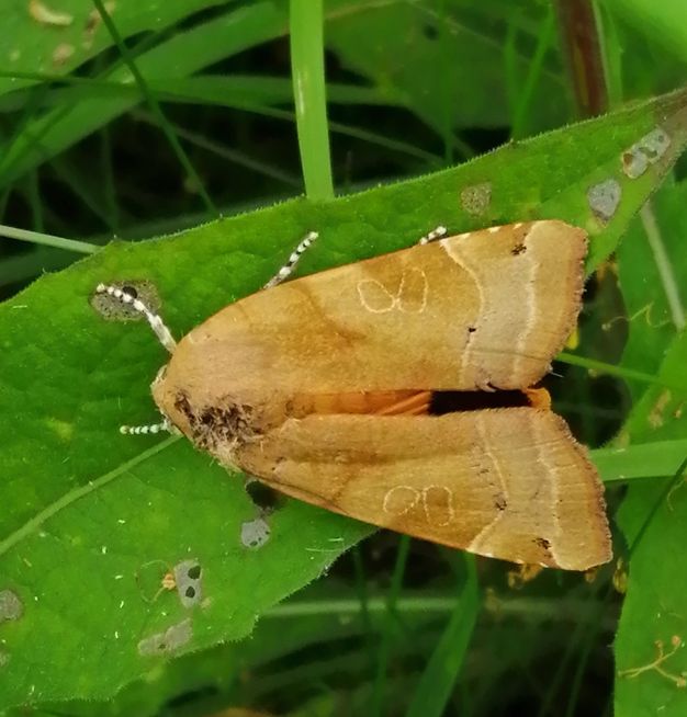 Broad-bordered Yellow Underwing Waterford Church 9 Jul