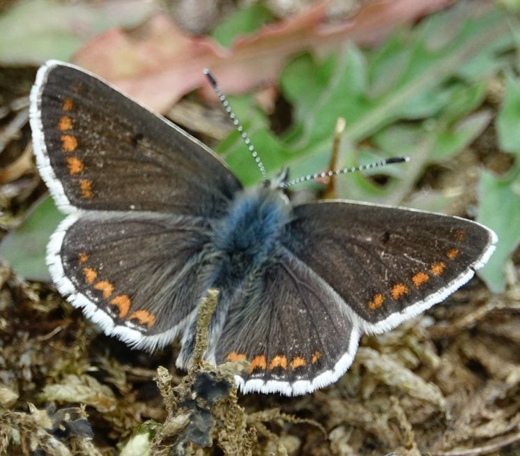 Brown Argus Frogmore GP 7 May