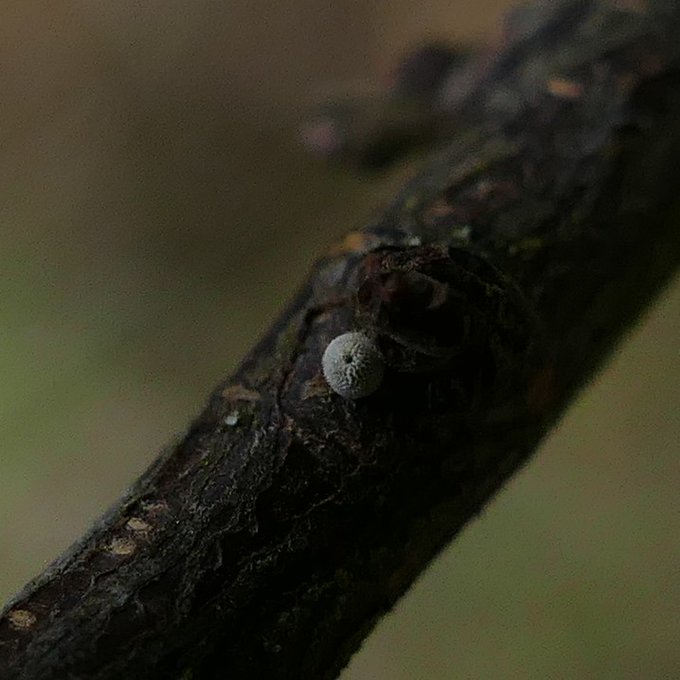 Brown Hairstreak egg near Gutteridge Wood 18 Dec