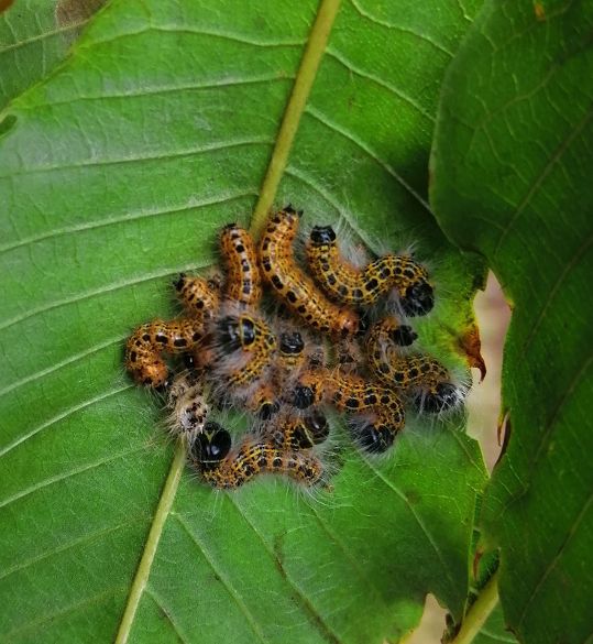Buff-tip larvae Panshanger Park 15 Aug