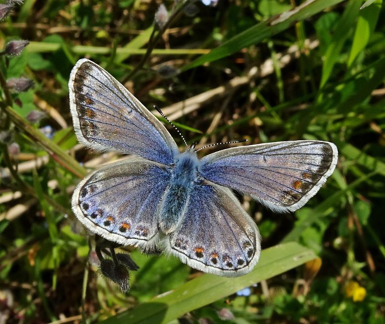 Common Blue Bedfont Lakes 16 May