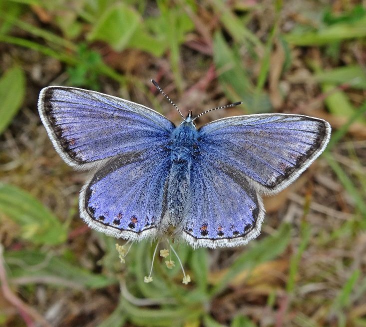 Common Blue Stanwell Moor 28 May