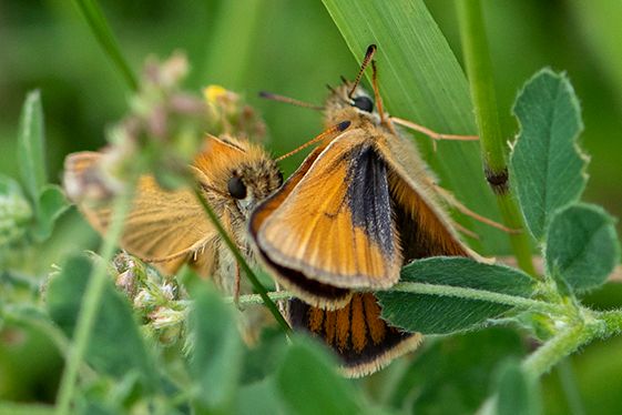Essex Skippers Southern Country Park 15 Jul