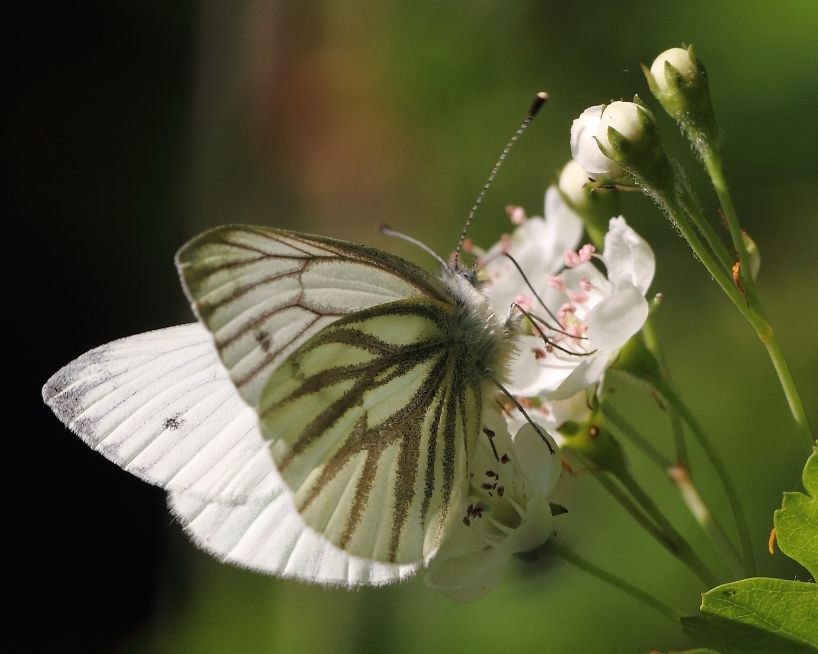 Green-veined White Coppets Wood 21 Apr