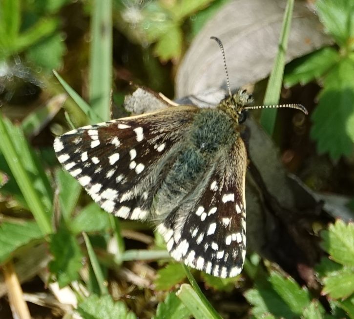 Grizzled Skipper Frogmore GP 7 May