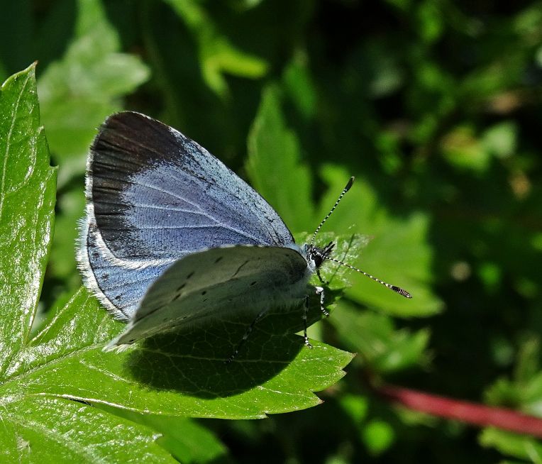 Holly Blue Stanwell Moor 2 May