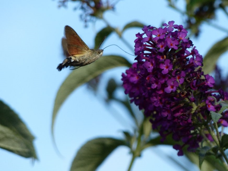 Hummingbird hawk-moth Great Ashby 13 Sep