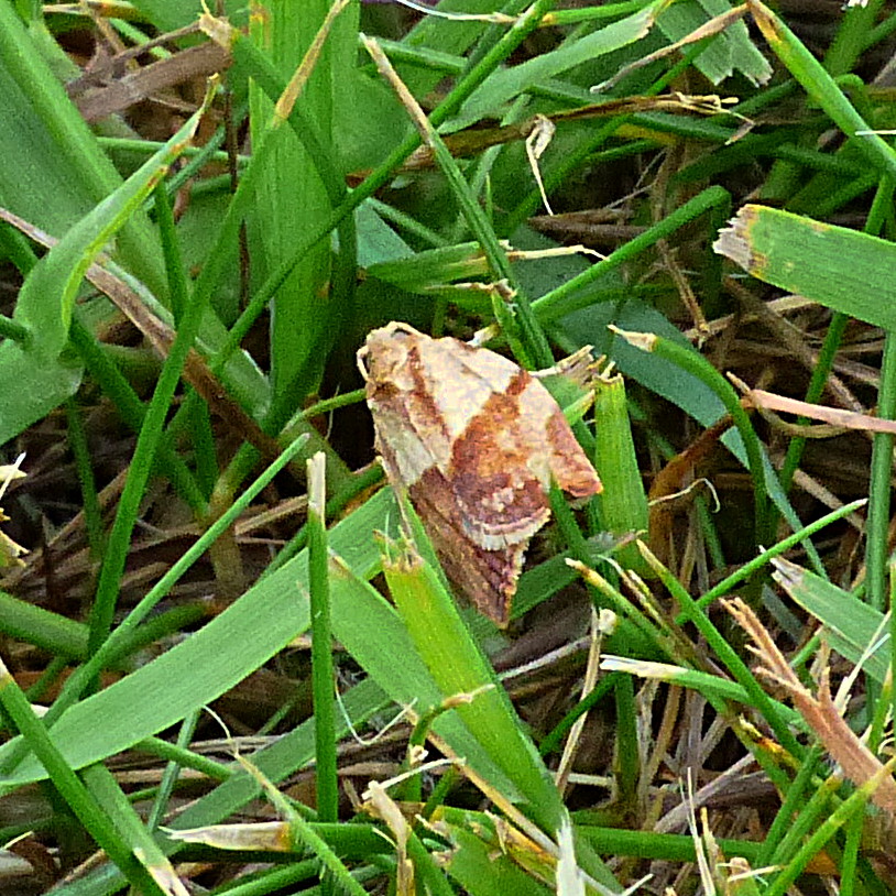 Light Brown Apple Moth Stevenage 30 May