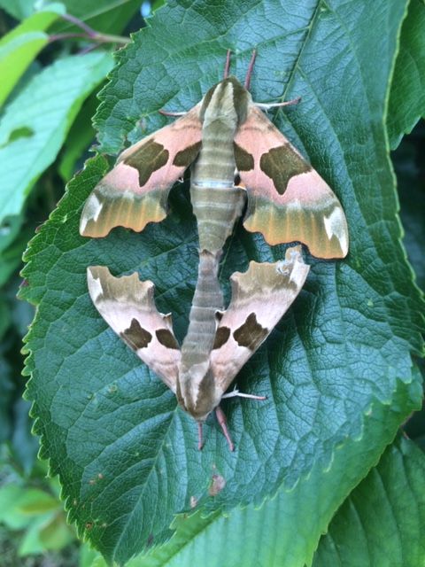 Lime Hawk-moth pair Muswell Hill 15 Jun