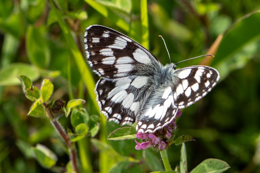 Marbled White Southern Country Park 18 Jun