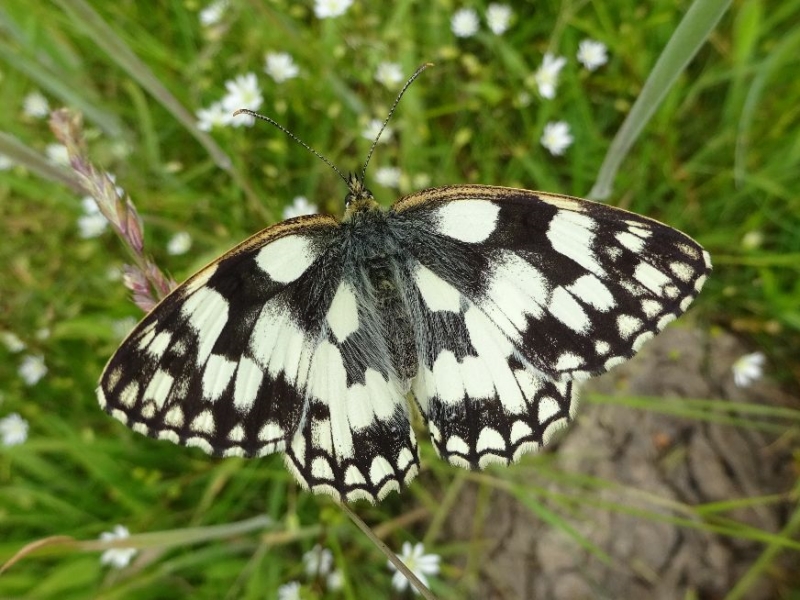 Marbled White Waterford 23 Jun