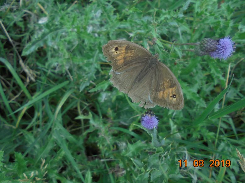Meadow Brown aberration Purwell 11 Aug