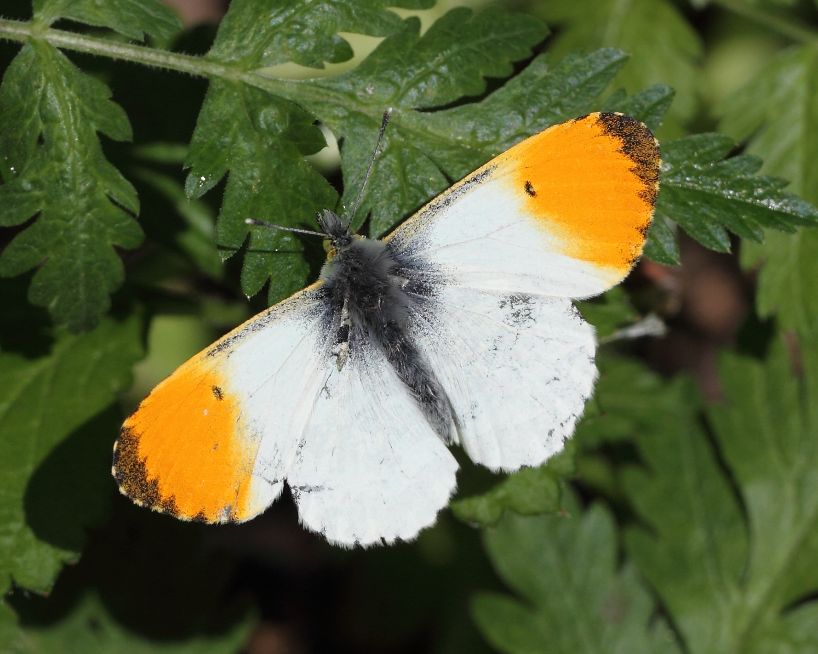 Orange-tip Coppets Wood 12 May