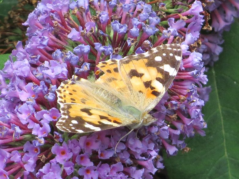 Painted Lady Amwell NR 6 Aug