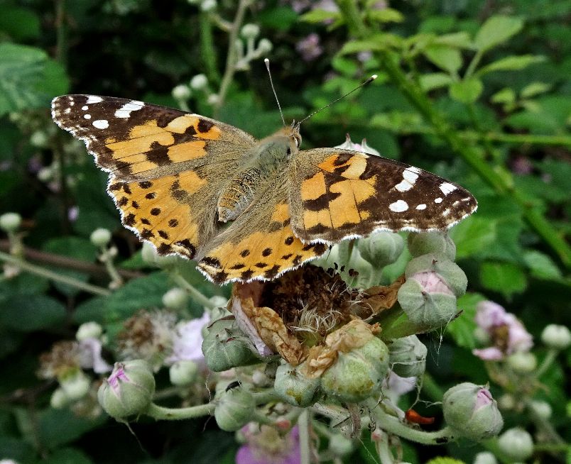 Painted Lady Stanwell Moor 25 Jun