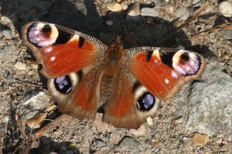 Peacock Coppets Wood 21 Apr