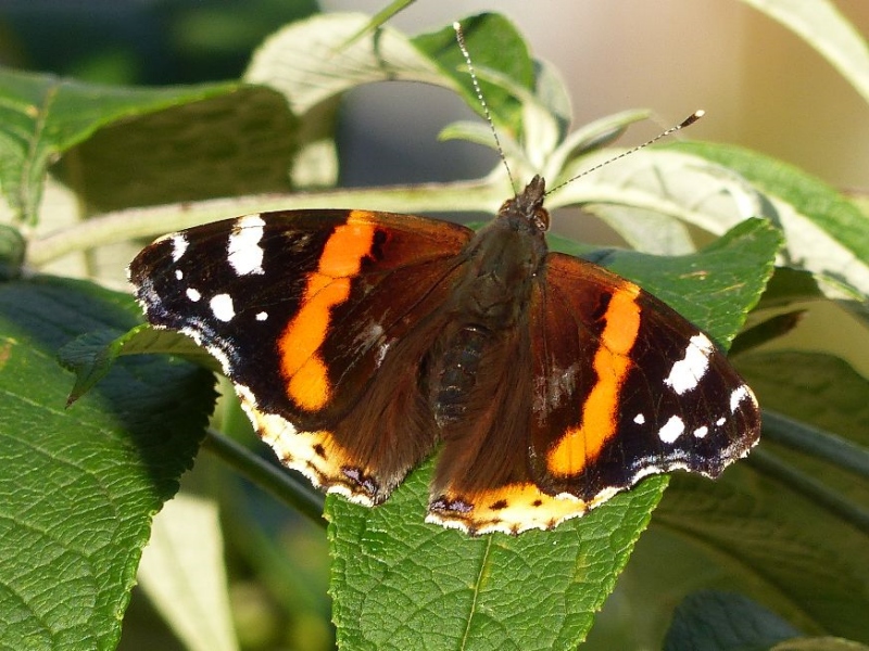 Red Admiral Great Ashby 13 Sep