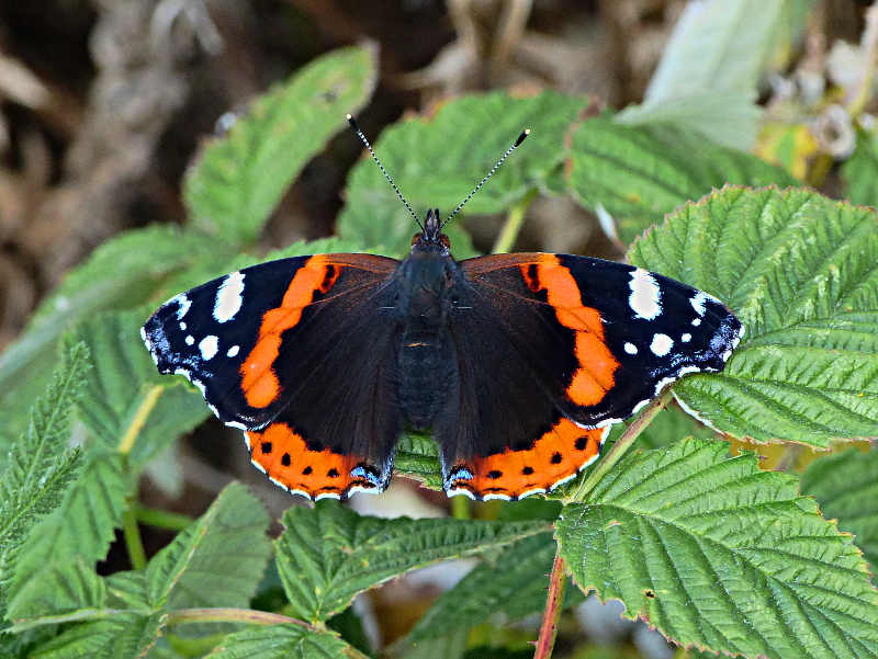 Red Admiral Norton Green 8 Sep