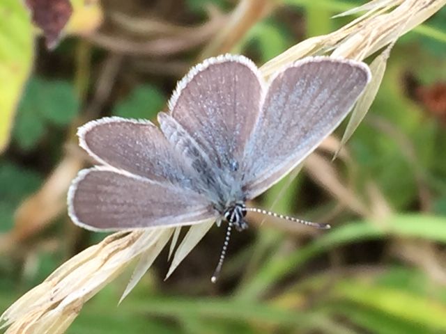 Small Blue Bourne End 4 Aug