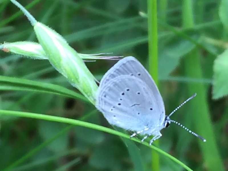 Small Blue Chiswell Green 26 May