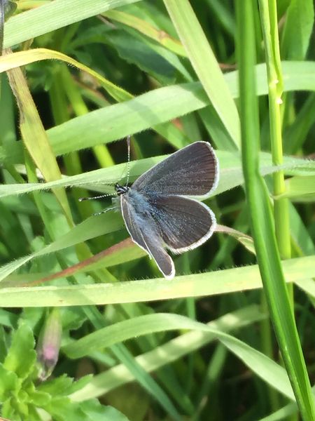Small Blue Chiswell Green 30 Apr