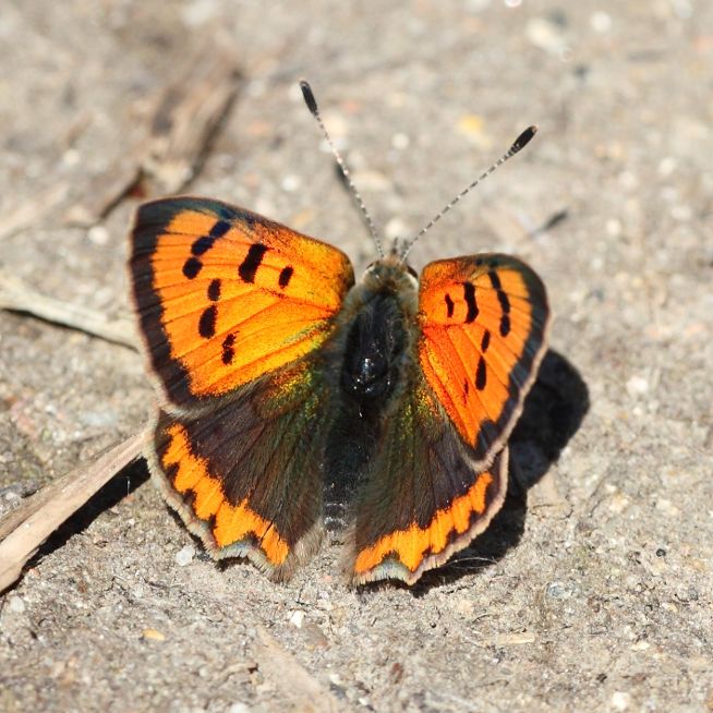 Small Copper Coppets Wood 12 May