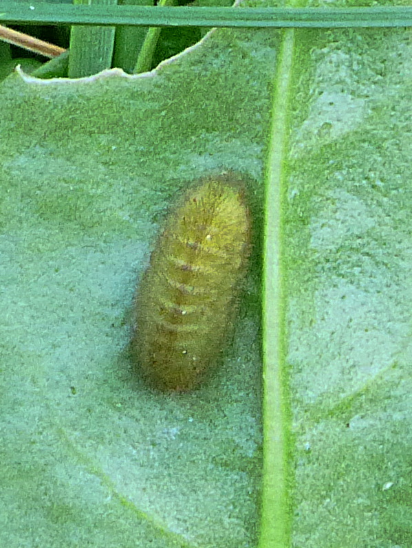 Small Copper larva Stevenage 21 Mar